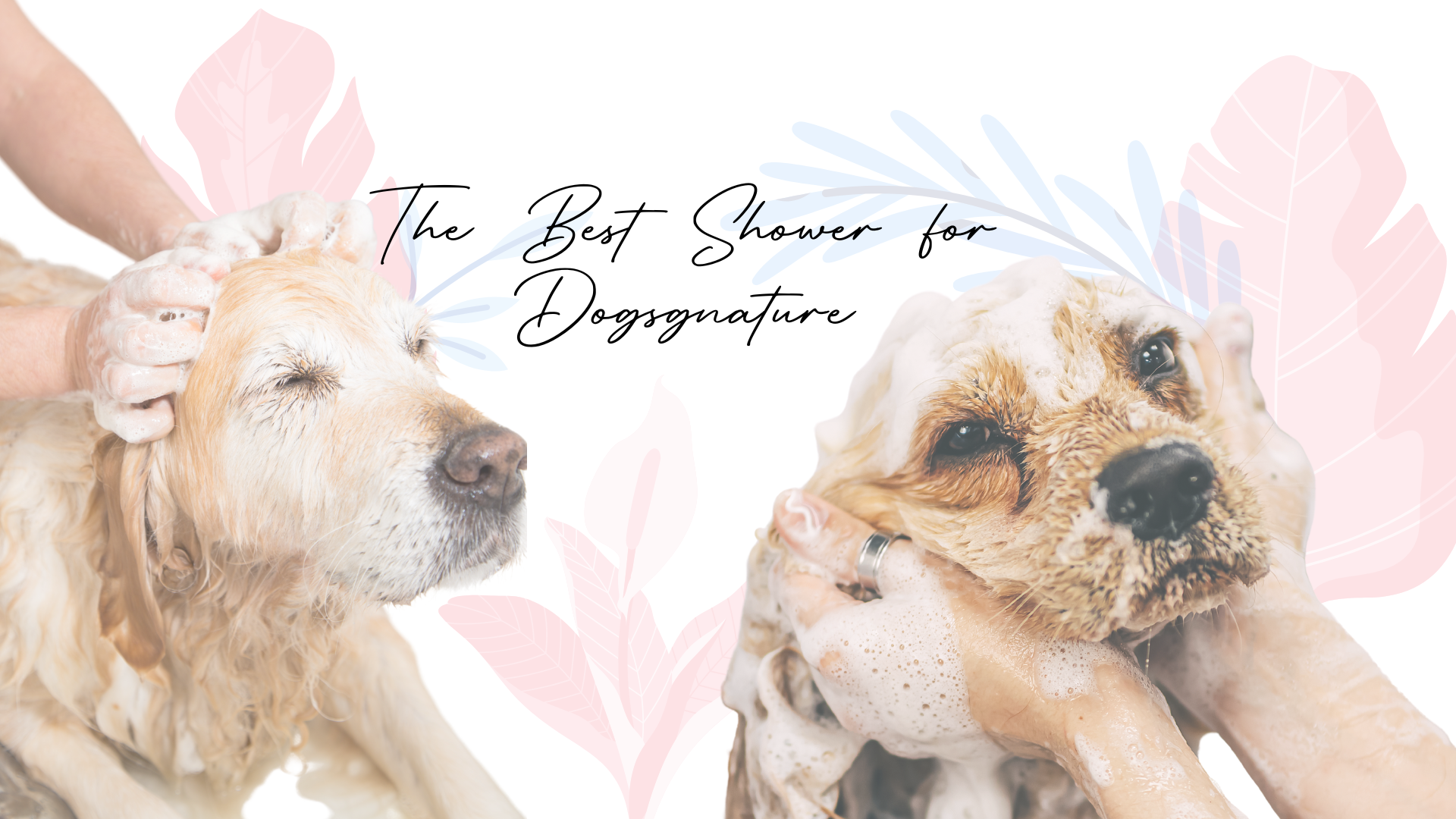 Best rated dog showers available online